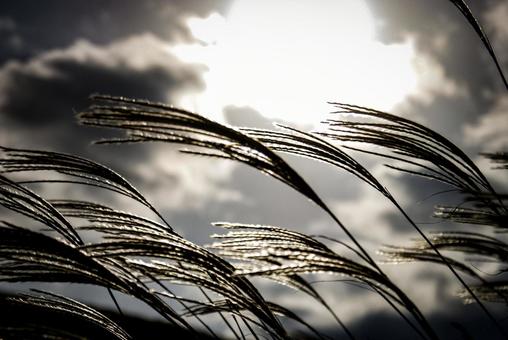 ＜素材＞秋の空に浮かぶ太陽とススキの穂 ススキ,サンセット,夜明けの写真素材
