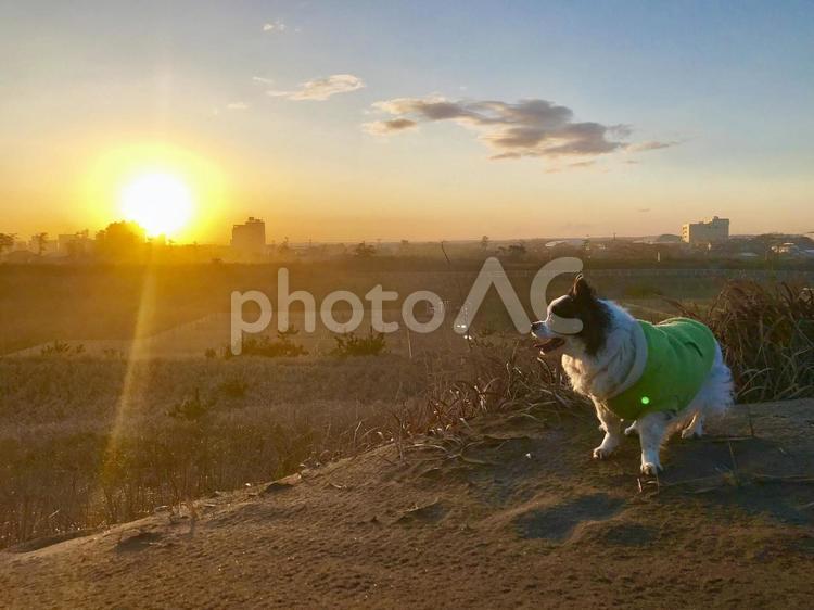 犬と夕日 朝日,夕日,スピリチュアルの写真素材