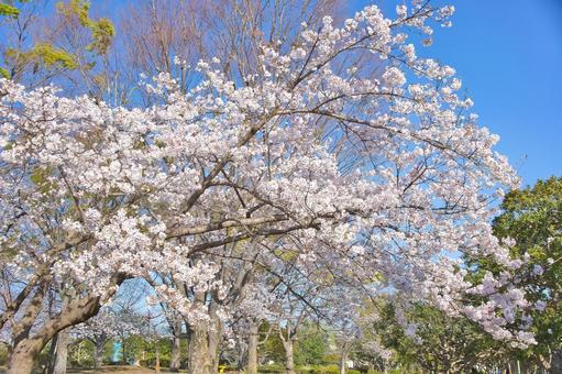 桜 桜の写真