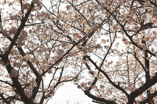 Somei-Yoshino cherry blossoms swaying in the sky, JPG