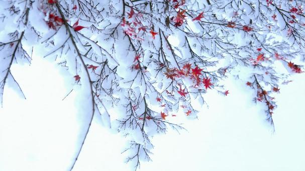 ゆきのつもった紅葉 ゆきのつもった紅葉の写真