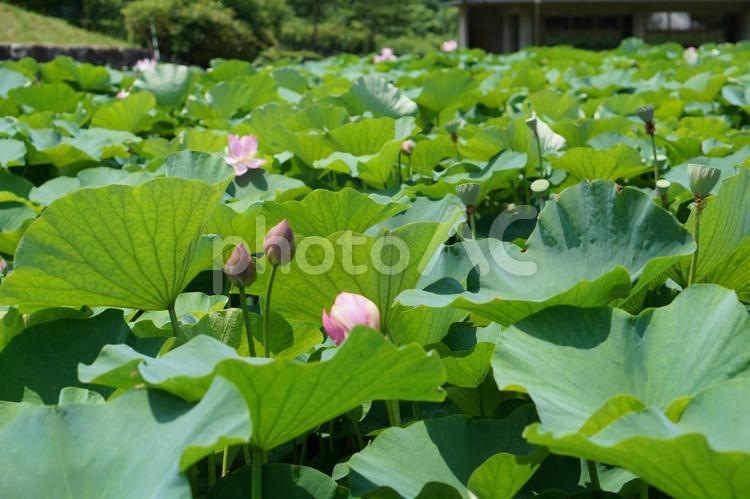 蓮の花の蕾 蓮,古代,蓮の花の写真素材