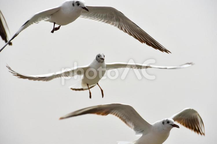 湖畔を羽ばたくカモメ 動物,鳥類,鳥の写真素材