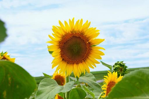 ひまわり畑１３の写真