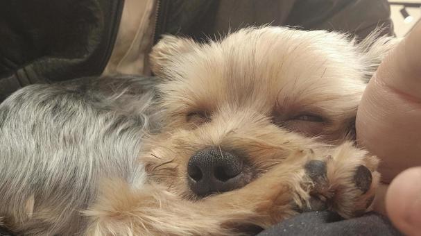 寝てる犬 犬,ヨークシャテリア,ヨークシャーテリアの写真素材