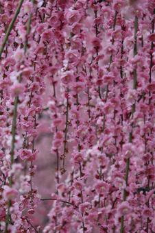 ウメの花 ウメの花の写真