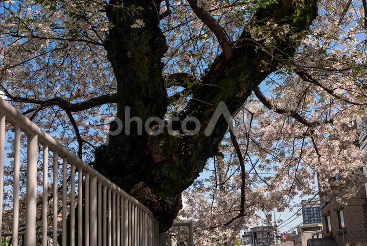 住宅街の桜 桜,住宅地,フェンスの写真素材