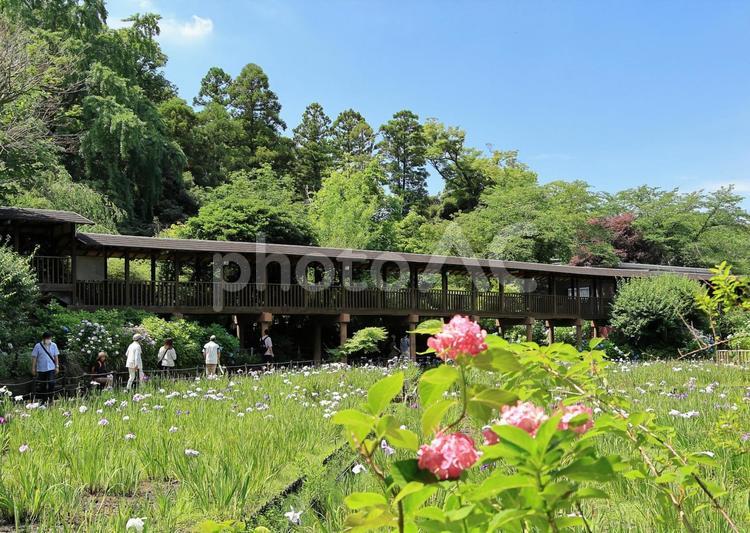 本土寺の花菖蒲と紫陽花が咲く風景 本土寺,花菖蒲,菖蒲の写真素材