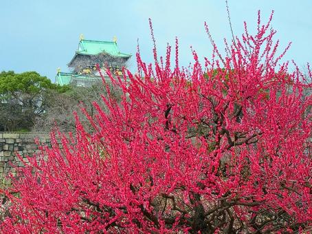 紅梅　梅　大阪城公園　梅林　青空　天守閣 紅梅,梅,大阪城公園の写真素材