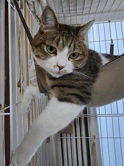 Cat in a hammock, JPG Cat in a hammock, JPG