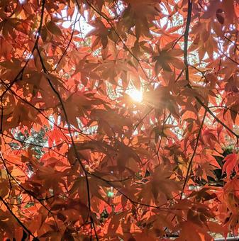 紅葉から木漏れ日 秋,もみじ,木漏れ日の写真素材