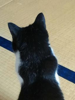 Photo, cat, a pet, occipital region, 