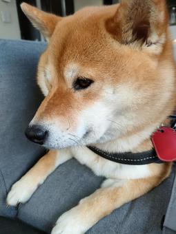 お散歩準備して待つ柴犬! お散歩準備して待つ柴犬! 犬,シバ,柴犬の写真素材