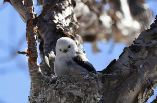 シマエナガ シマエナガ 北海道,かわいい,もふもふの写真素材