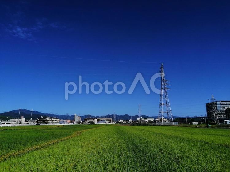 田植え後　田んぼ　京都　向日市 田植え後,田んぼ,京都の写真素材