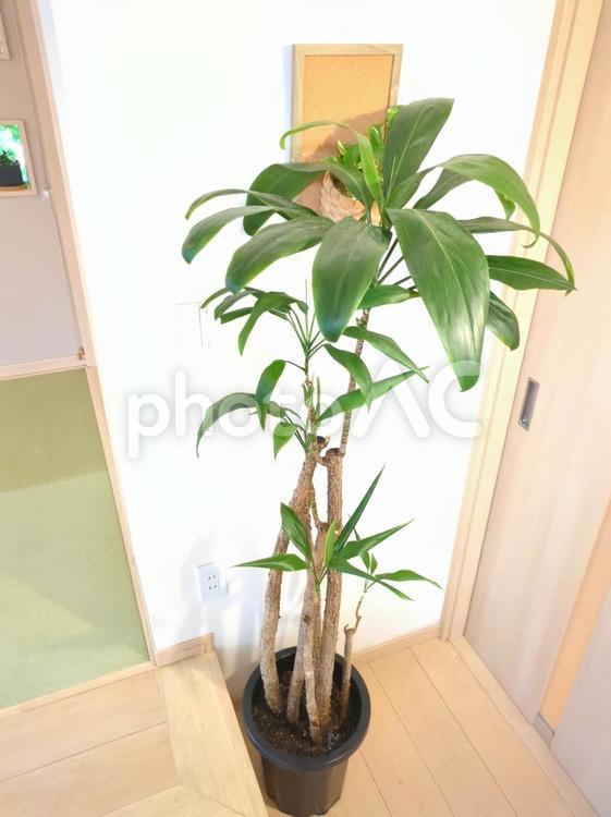 観葉植物　ヒロバドラセナ　幸福の木 観葉植物,ヒロバドラセナ,幸福の木の写真素材
