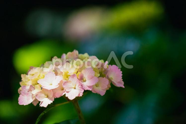 公園に咲くピンク色のあじさい 東京,日本,西東京の写真素材