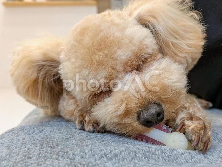 目を瞑ってオモチャをかじるトイプードル 犬,オモチャ,玩具の写真素材