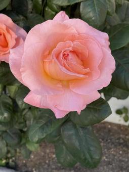 花 花,フラワー,薔薇の写真素材