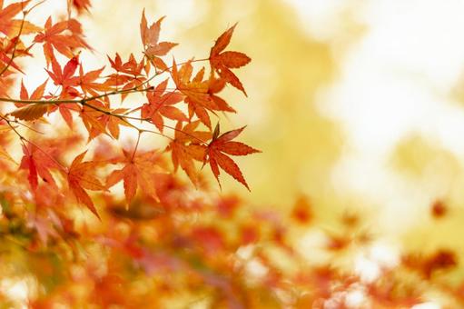 秋の紅葉狩り 秋の紅葉狩りの写真
