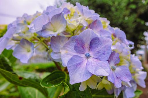 華麗なアジサイの花24 アジサイ,紫陽花,花の写真素材