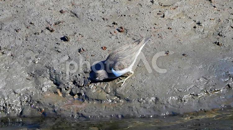 水辺で丹念に食べ物を探すイソシギ イソシギ,野鳥,小鳥の写真素材