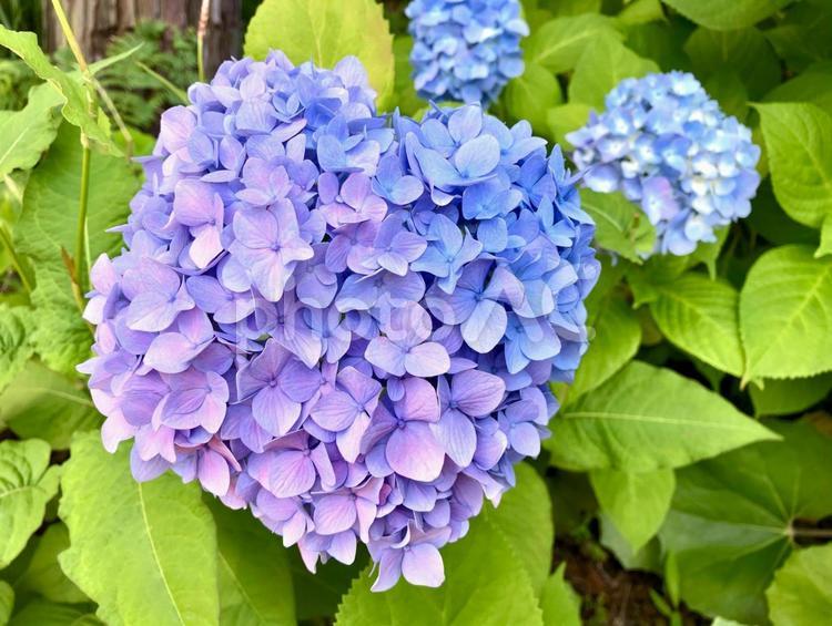 色変化が美しいあじさい あじさい,アジサイ,花の写真素材