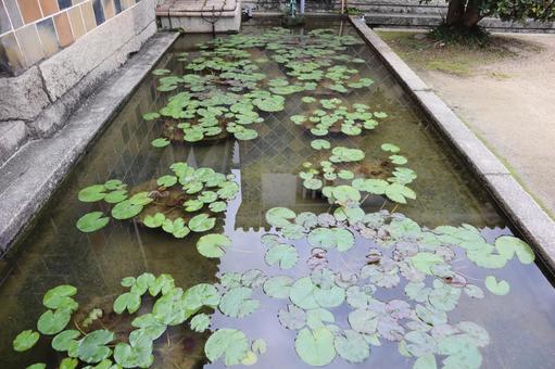 Water Lily, JPG Water Lily, JPG