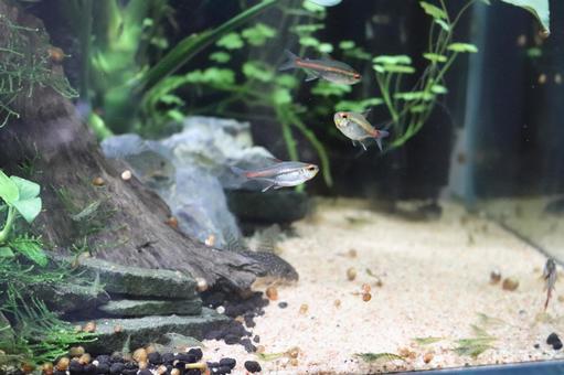 グローライトテトラがいる水槽 グローライトテトラがいる水槽 グローライトテトラ,熱帯魚,淡水魚の写真素材