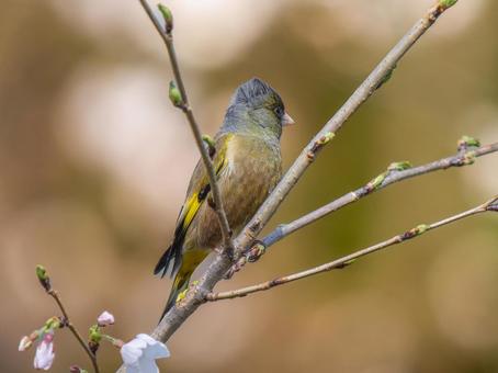枝にとまるカワラヒワ 枝にとまるカワラヒワ カワラヒワ,野鳥,鳥の写真素材