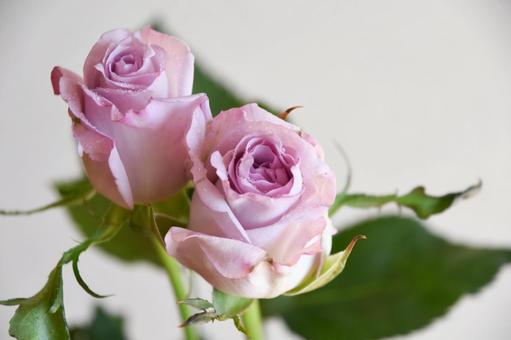 紫のばら 紫,ばら,薔薇の写真素材