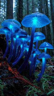 背景にも使える青いキノコ素材 背景にも使える青いキノコ素材の写真