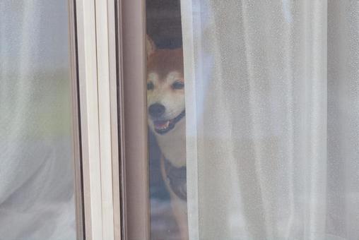 カーテン越しに窓の外を覗き込む柴犬 カーテン越しに窓の外を覗き込む柴犬の写真