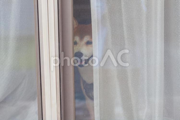 カーテン越しに窓の外を覗き込む柴犬 柴犬,しばいぬ,日本犬の写真素材