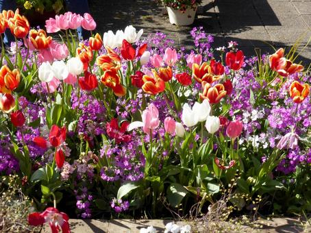 花壇に咲くいくつものチューリップなど 花壇に咲くいくつものチューリップなど チューリップ,花,植物の写真素材