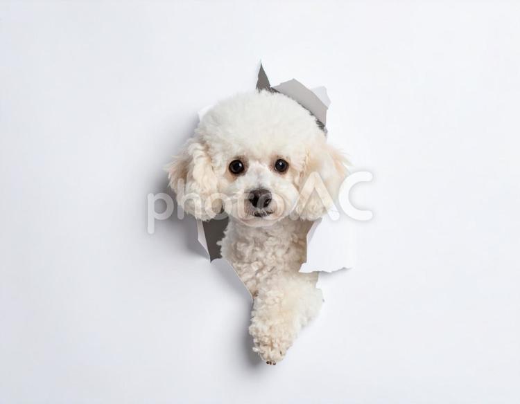 破れた穴から顔を出すトイプードル6 犬,ペット,トイプードルの写真素材
