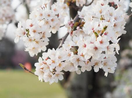 桜の花 桜,花,白の写真素材