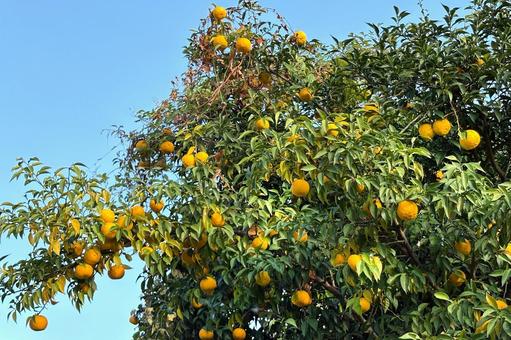 ダイダイの木 植物,柑橘,風景の写真素材