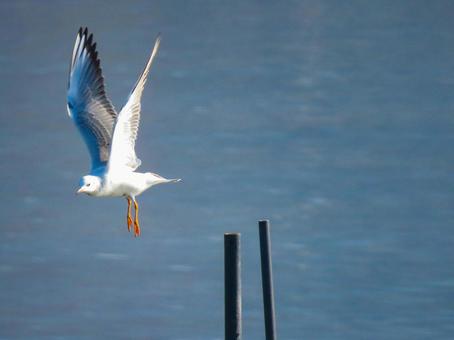 杭から飛び立つユリカモメ ユリカモメ,野鳥,動物の写真素材