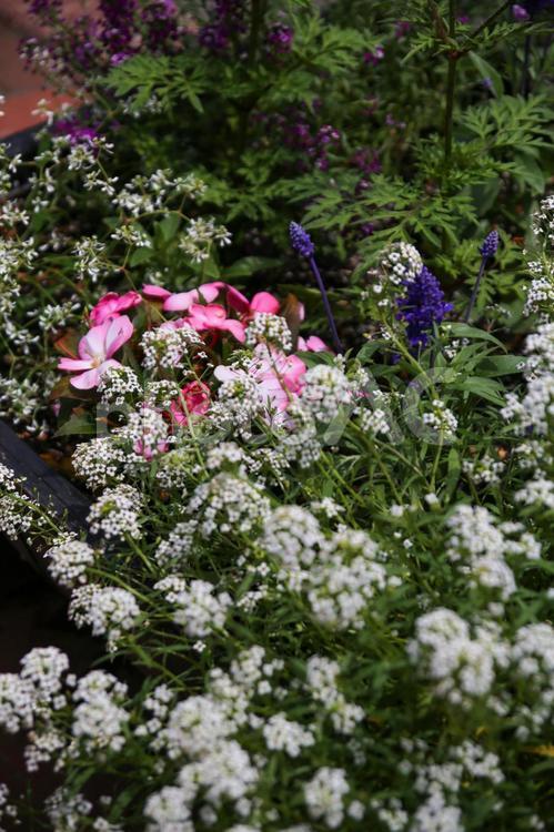 かすみ草とピンクの花 かすみ草,ピンク,可愛いの写真素材
