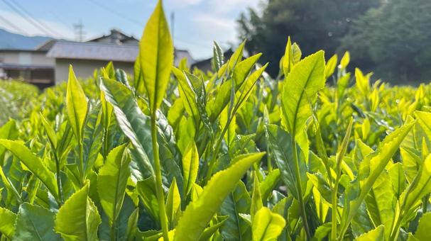 茶畑4 茶畑4 茶畑,お茶,新茶の写真素材