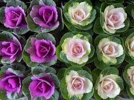 葉牡丹　観葉植物 葉牡丹,観葉植物,冬の写真素材