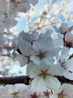 桜の写真