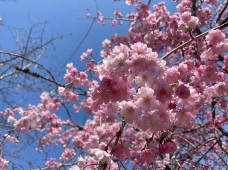 桜の花びら 桜の花びらの写真