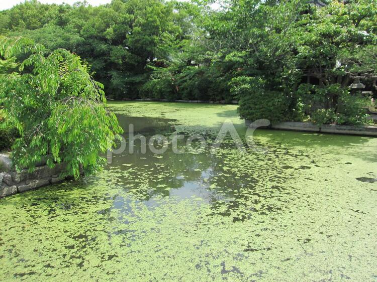 青々とした、新緑の神泉苑と池 神泉苑,新緑,青々の写真素材