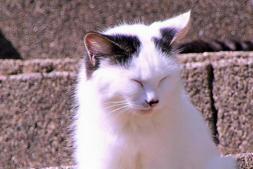 日向ぼこのネコ ネコ,白黒,ペットの写真素材