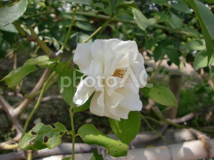 ７月の白い薔薇の花 植物,花,バラの写真素材
