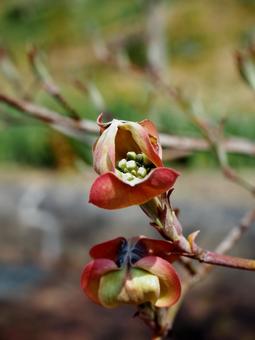ハナミズキの蕾 ハナミズキの蕾の写真