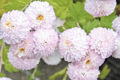 薄いピンク色の菊④ 菊,ピンク,緑の写真素材