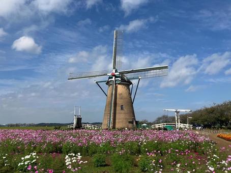 佐倉ふるさと広場の風車とコスモス 佐倉ふるさと広場,風車,オランダ風車の写真素材